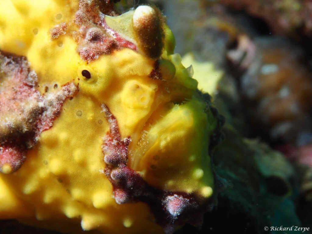 Antennarius maculatus - Wrattige Voelsprietvis - Bitung - Sulawesi Utara - Indonesië