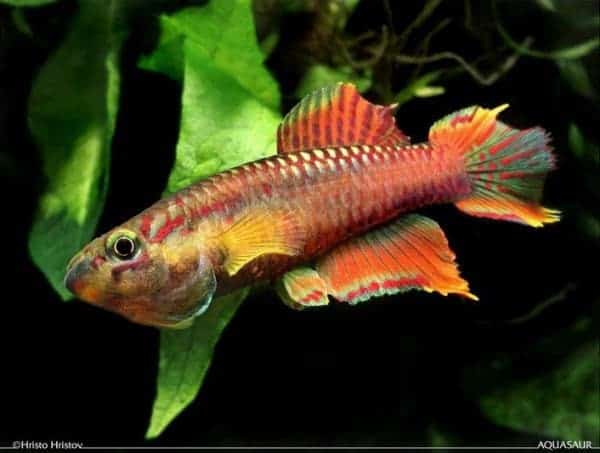 Aphyosemion splendopleure - Penda Mboko 2001