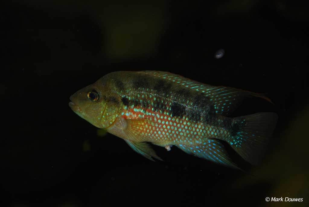 Amphilophus istlanus