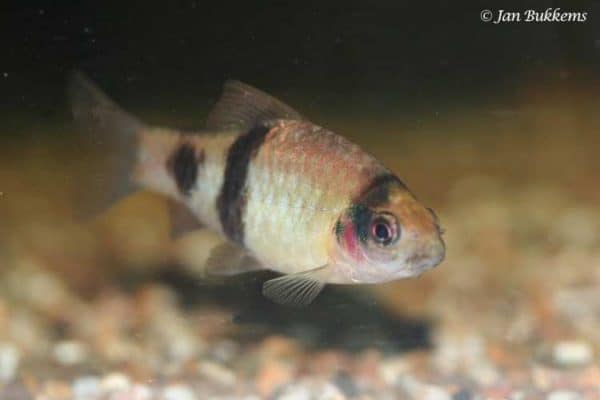 Haludaria fasciata