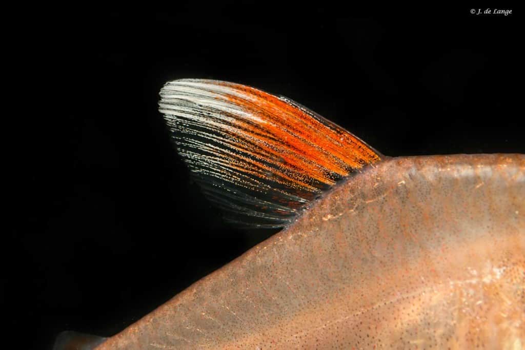 Hyphessobrycon Bentosi White Fin - Close up white/red dorsal fin