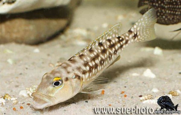 Lepidiolamprologus elongatus