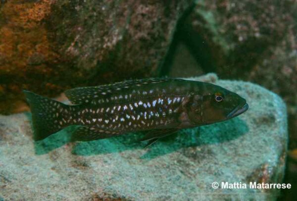 Lepidiolamprologus elongatus - Katete