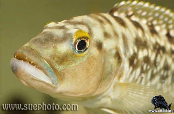 Lepidiolamprologus elongatus - Close up