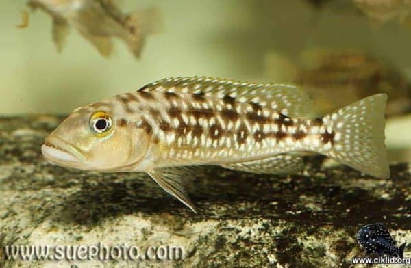 Lepidiolamprologus elongatus