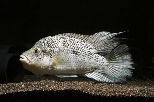Nandopsis haitiensis - Man