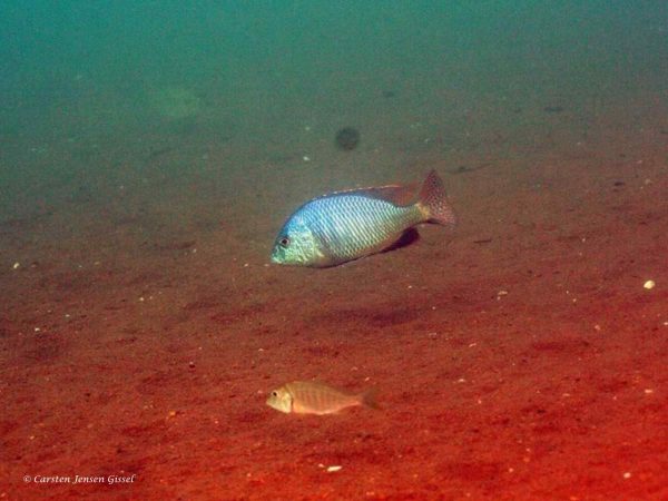Trematocranus placodon - 'Malope'