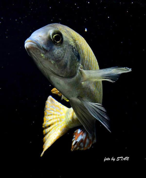 Trematocranus placodon man
