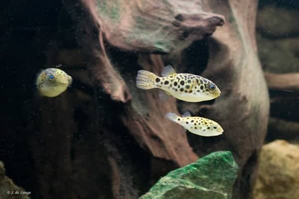 Dichotomyctere nigroviridis - Luipaard Kogelvis