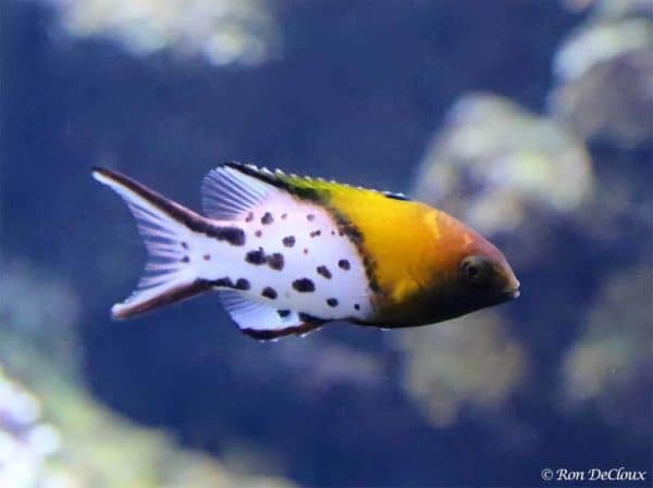 Bodianus anthioides