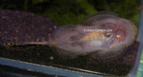 Gastromyzon viriosus - Geelvin Algeneter