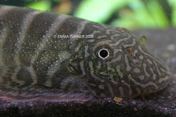 Gastromyzon viriosus - Geelvin Algeneter