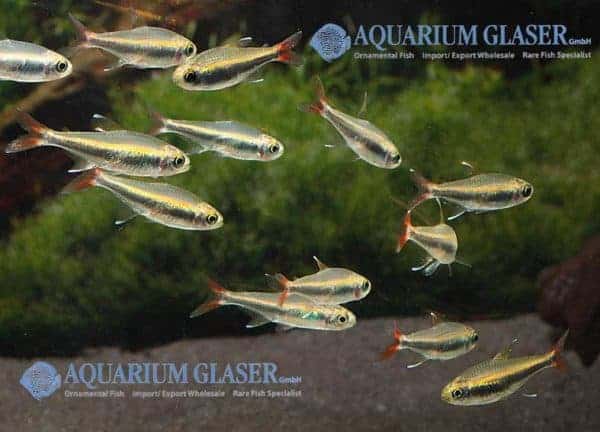 Hyphessobrycon loretoensis