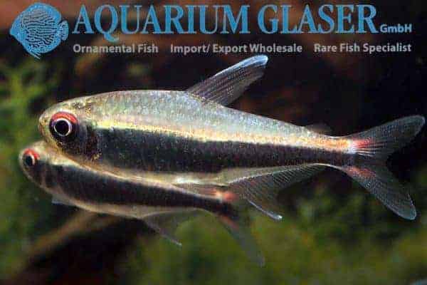 Hyphessobrycon peruvianus