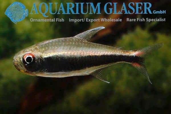 Hyphessobrycon peruvianus