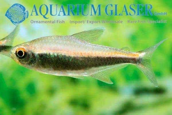 Hyphessobrycon peruvianus