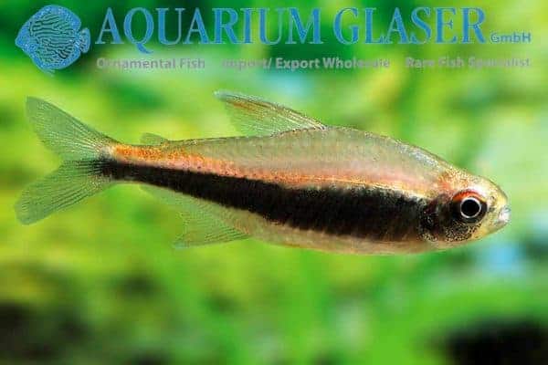 Hyphessobrycon peruvianus