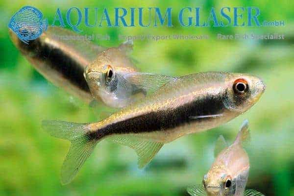 Hyphessobrycon peruvianus