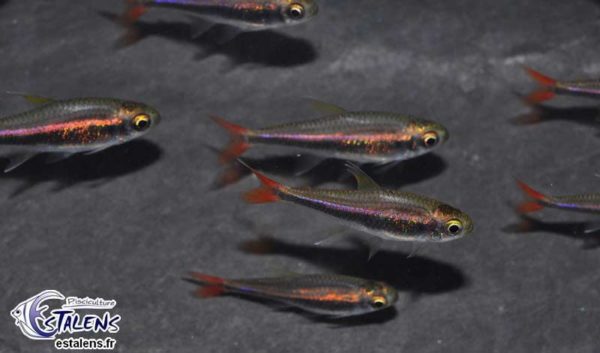 Hyphessobrycon loretoensis