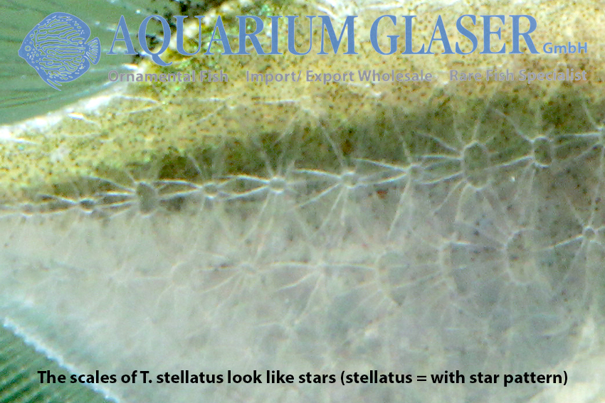 Thoracocharax stellatus - Spotfin Hatchetfish - star-shaped markings on the flank