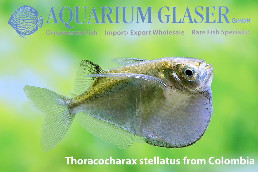 Thoracocharax stellatus - Spotfin Hatchetfish - Colombia