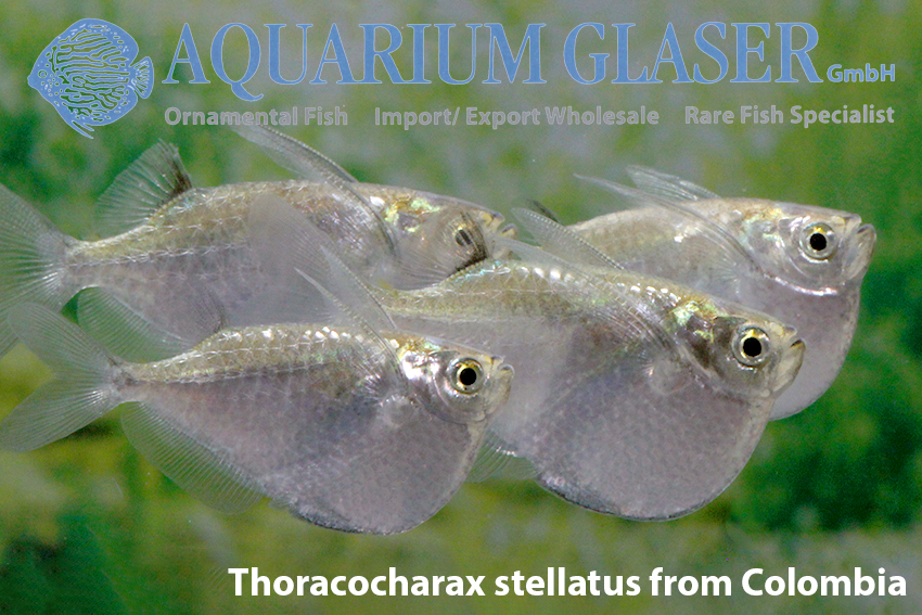 Thoracocharax stellatus - Spotfin Hatchetfish - Colombia