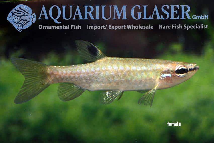 Pyrrhulina australis 4 Pyrrhulina australis - Vrouw