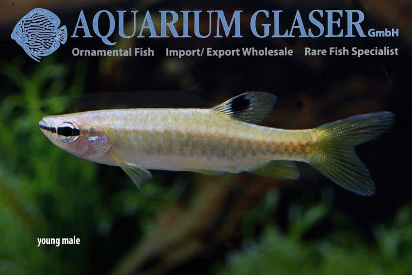 Pyrrhulina australis 2 Pyrrhulina australis - Jonge man