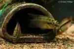 Pelvicachromis subocellatus - Moanda