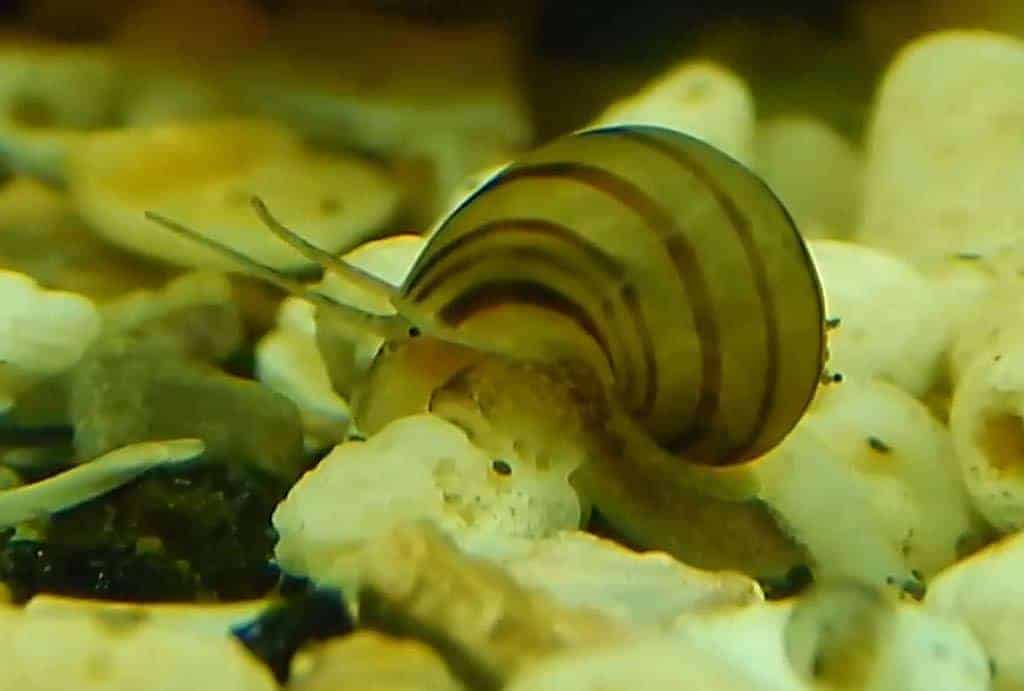 Asolene spixii - Zebra Appelslak