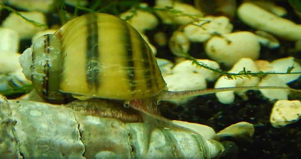 Asolene spixii - Zebra Appelslak