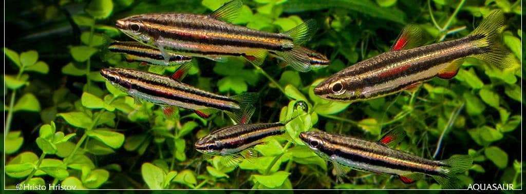 Nannostomus marginatus