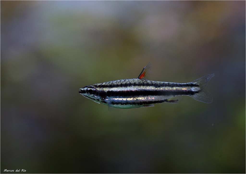 Nannostomus marginatus - Vrouw