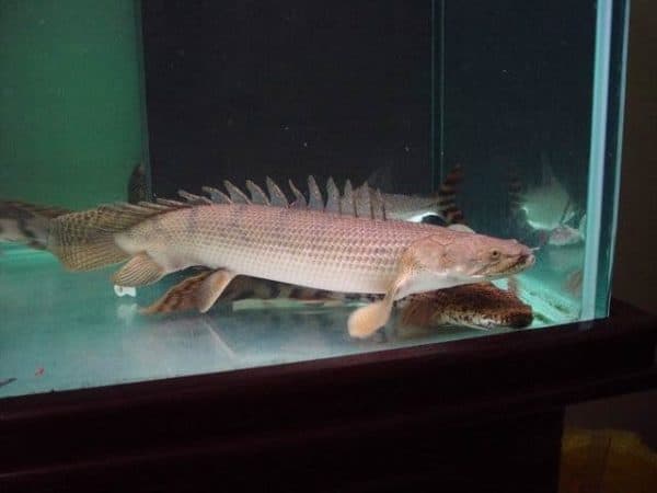 Polypterus endlicheri congicus