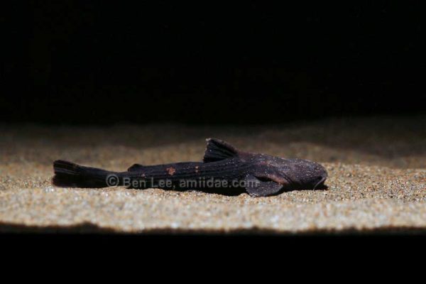Acrochordonichthys rugosus