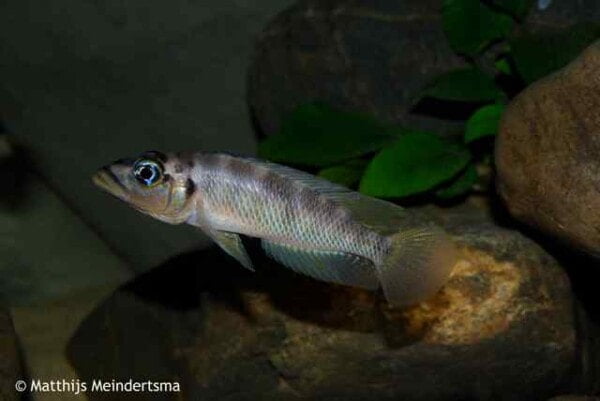 Altolamprologus fasciatus man