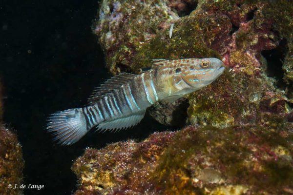 Amblygobius phalaena