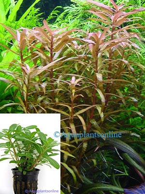 Ammannia senegalensis - Cognacplant