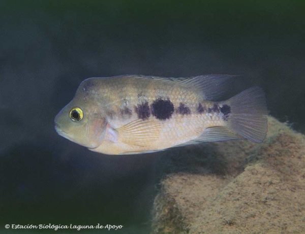 Amphilophus astorquii