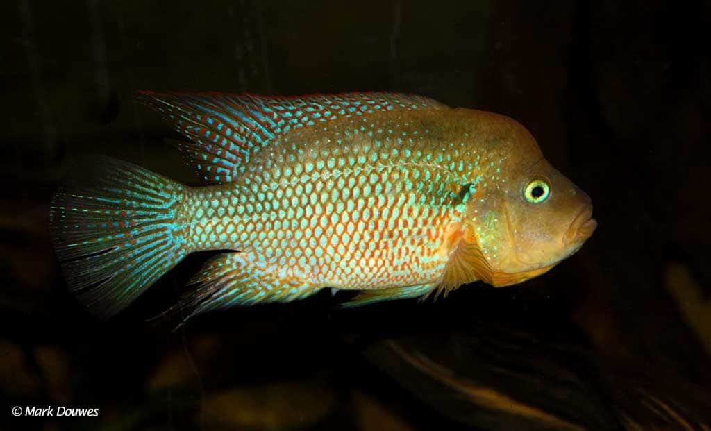 Amphilophus istlanus