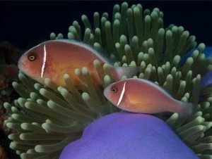 Amphiprion perideraion - Foute Halsband Anemoonvis