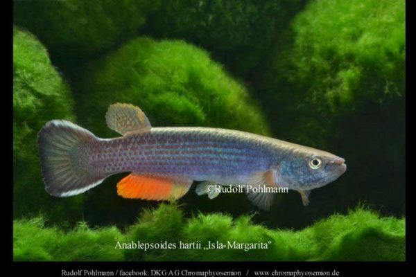 Anablepsoides hartii - Giant Rivulus