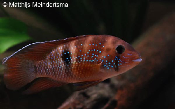 Andinoacara coeruleopunctatus