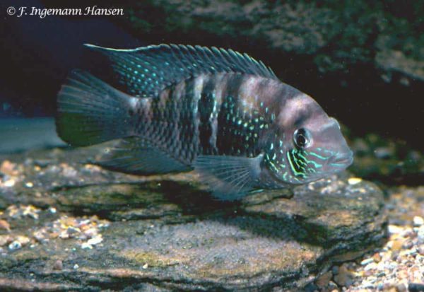 Andinoacara sapayensis