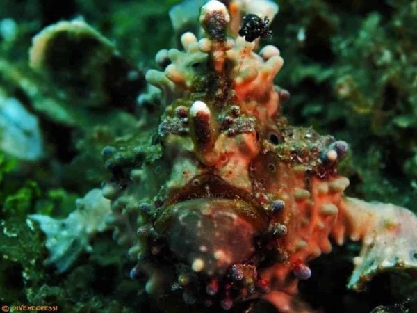 Antennarius maculatus