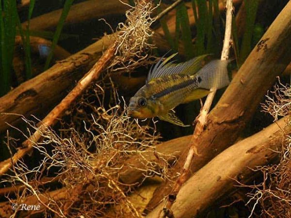 Apistogramma allpahuayo man