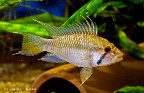 Apistogramma barlowi