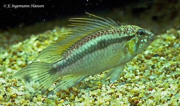 Apistogramma bitaeniata