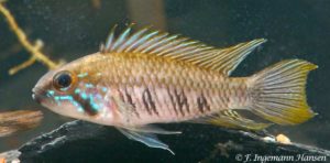 Apistogramma gibbiceps