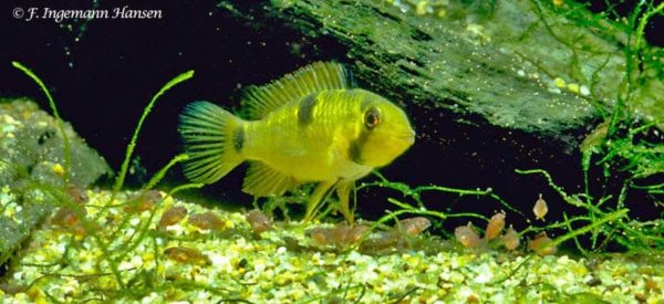 Apistogramma hippolytae
